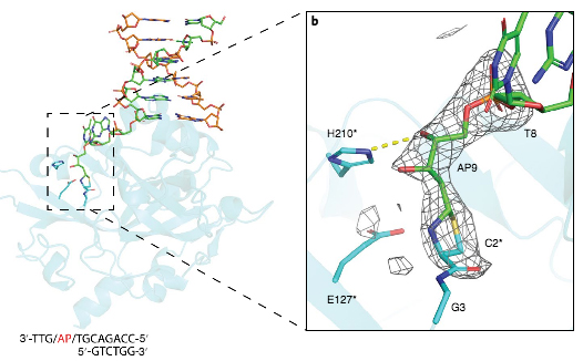 Diagram from Dr. Cheryl Arrowsmith Publication