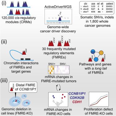 Graphic from Dr. Reimand article