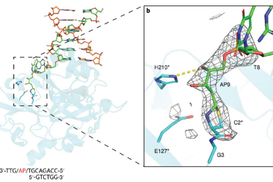 Diagram from Dr. CHeryl Arrowsmith Publication