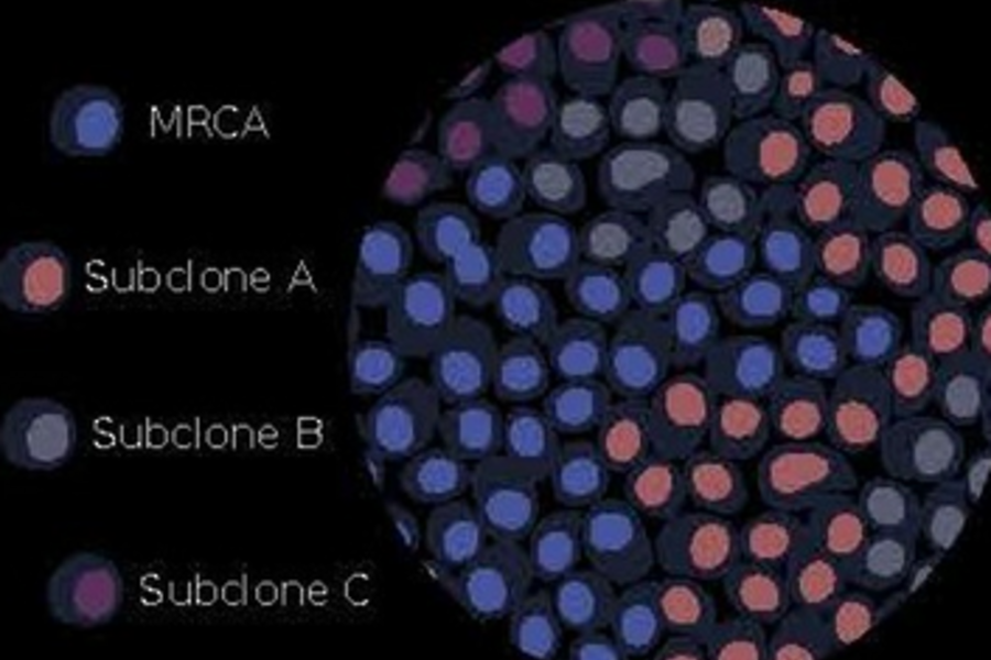 Figure from Creating Standards for Evaluating Tumour Subclonal Reconstruction article