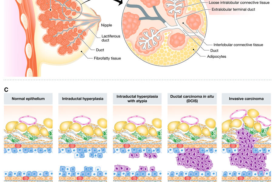 Image from Rama Khokha lab publication