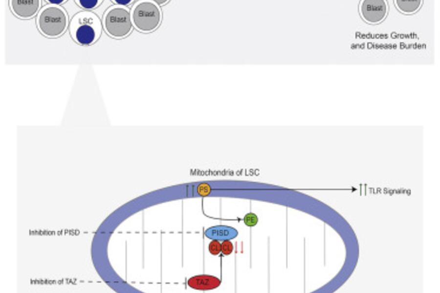 Graphical Abstract from Dr.Aaron Schimmer Publication