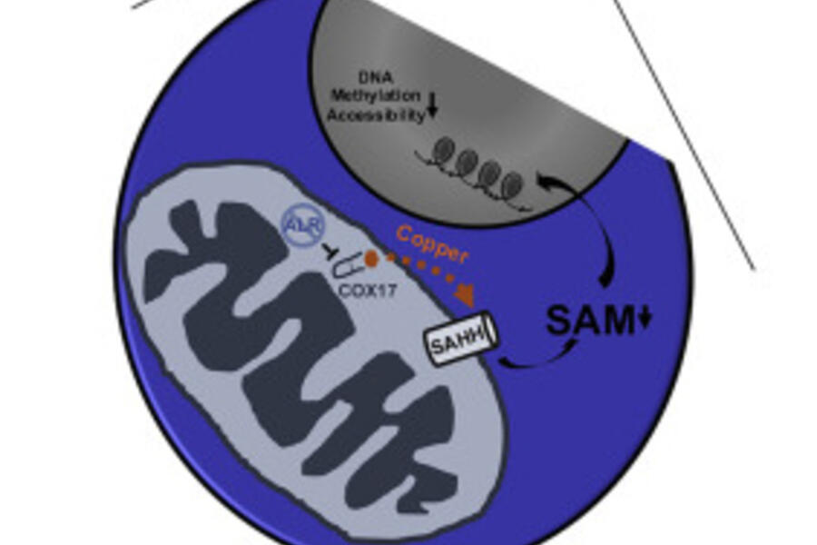 Graphical Abstract