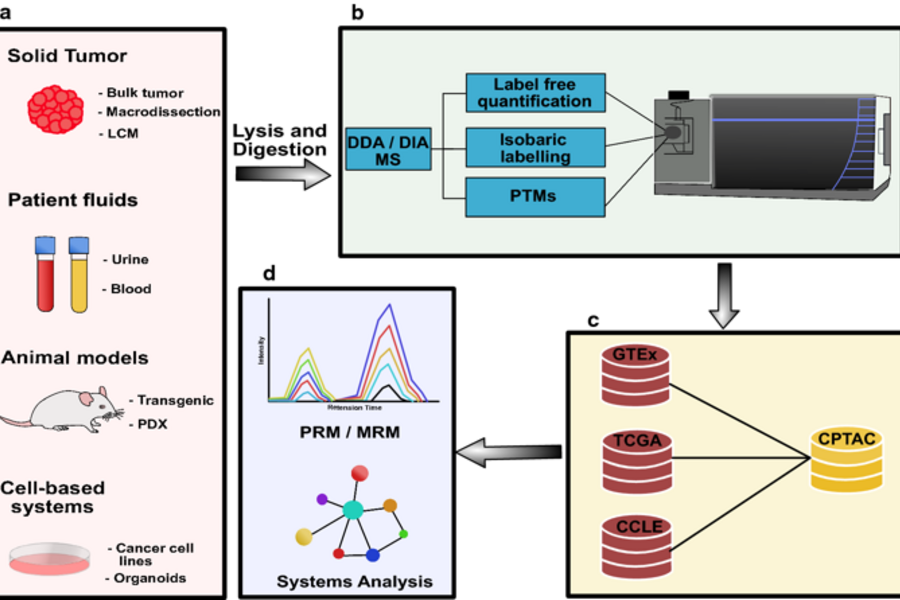 Image from Kislinger article