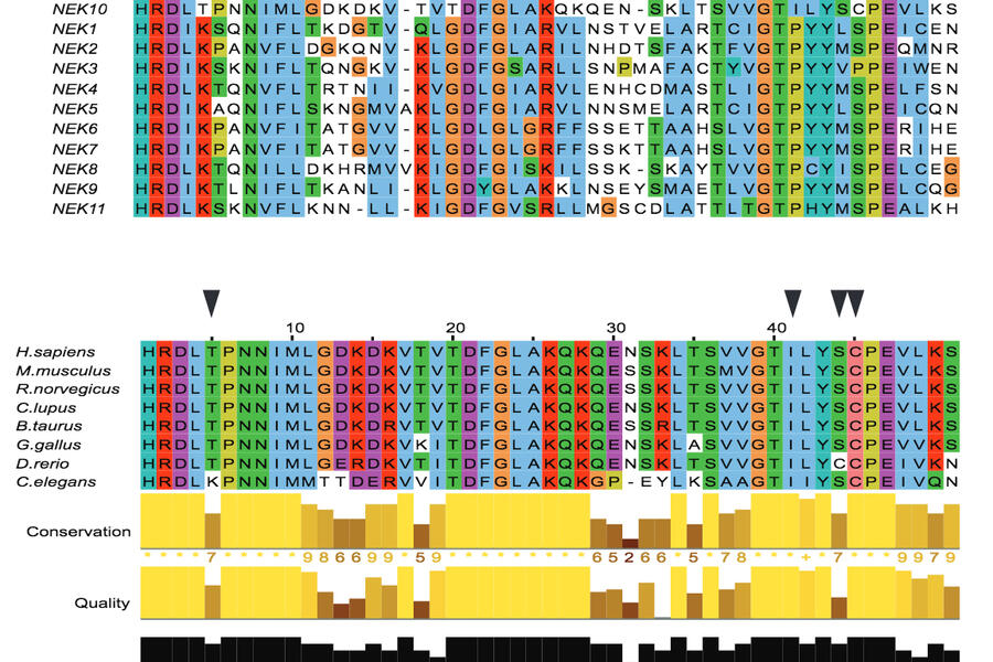 Graphic from Dr. Stambolic article