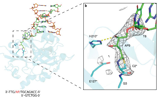 Diagram from Dr. CHeryl Arrowsmith Publication