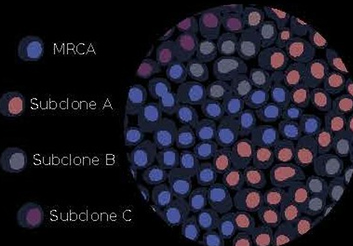 Figure from Creating Standards for Evaluating Tumour Subclonal Reconstruction article