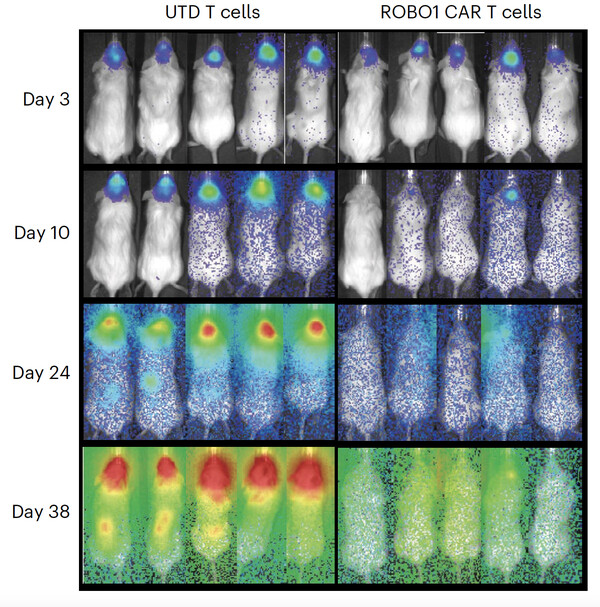 Graphic from research article showing treated mice